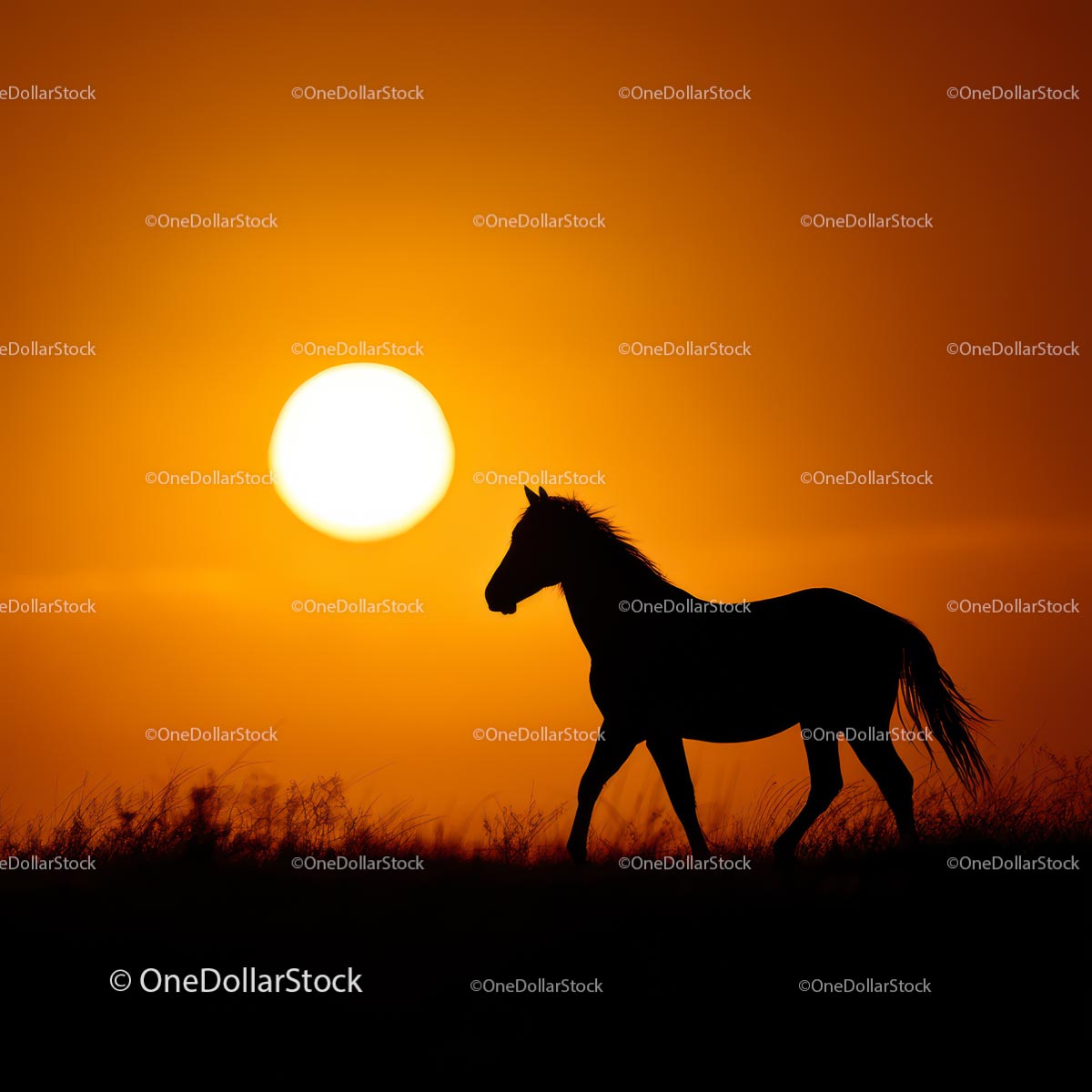 Silhouette of Horse Against a Vibrant Orange Sunset