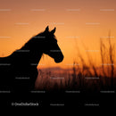 Horse Silhouette Against a Stunning Sunset Sky