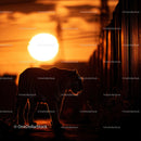 Tiger Silhouette at Sunset with Dramatic Orange Sky