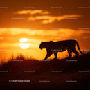 Majestic Tiger Silhouette at Sunset