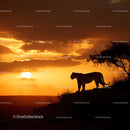 Tiger Silhouette Against Orange Sunset