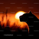 Majestic Tiger Silhouette Against Vibrant Sunset