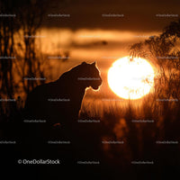 Silhouette of a Tiger in the Golden Sunlight