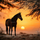 Majestic Horse Silhouette at Sunset in Desert