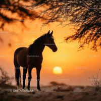 Majestic Horse Silhouette at Sunset in Desert