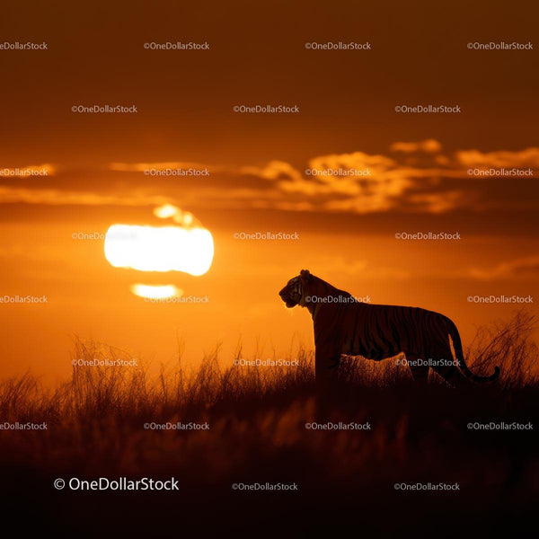 Majestic Tiger Silhouette Against a Fiery Sunset