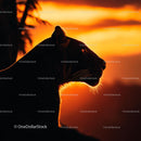 Tiger Silhouette Against a Vibrant Sunset Sky