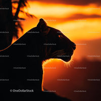 Tiger Silhouette Against a Vibrant Sunset Sky