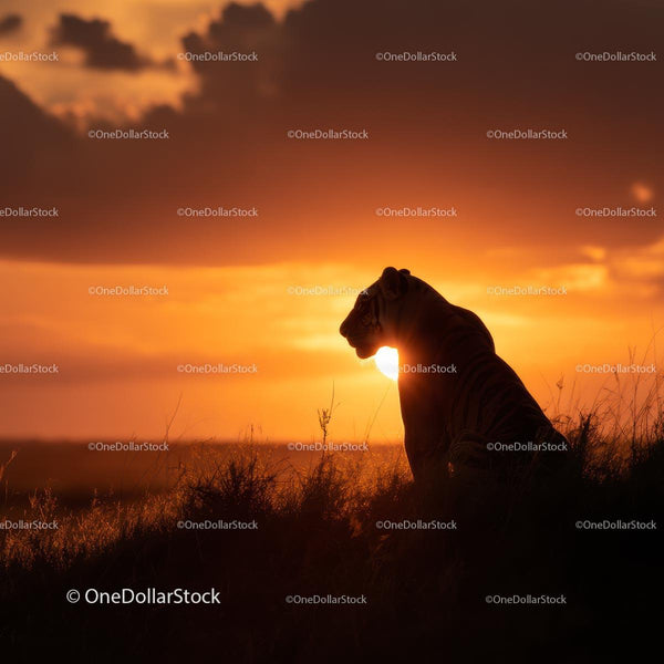Majestic Tiger Silhouette at Sunset in the Savannah