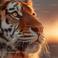 Majestic Tiger in Sunset Glow