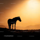 Silhouette of Horse Against a Golden Sunset