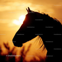 Majestic Horse Silhouette Against Golden Sunset