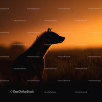 Hyena Silhouette at Sunset in Savannah Serenity