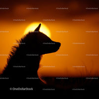 Silhouette of a Dog Against a Vibrant Sunset