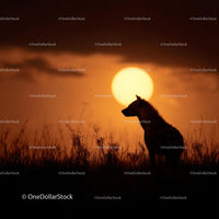 Hyena Silhouette on African Savannah at Sunset