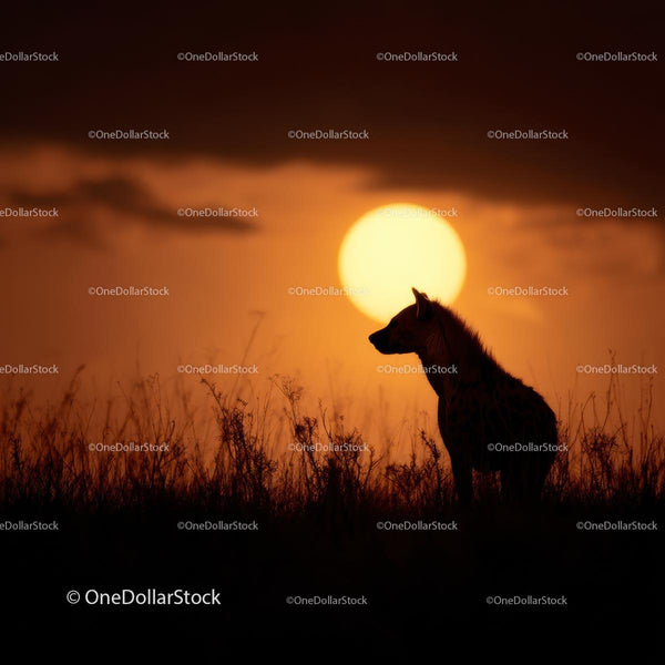 Hyena Silhouette on African Savannah at Sunset