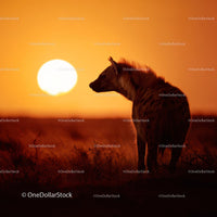 Hyena Silhouette at Golden Savannah Sunset