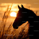 Majestic Horse Silhouette at Golden Sunset