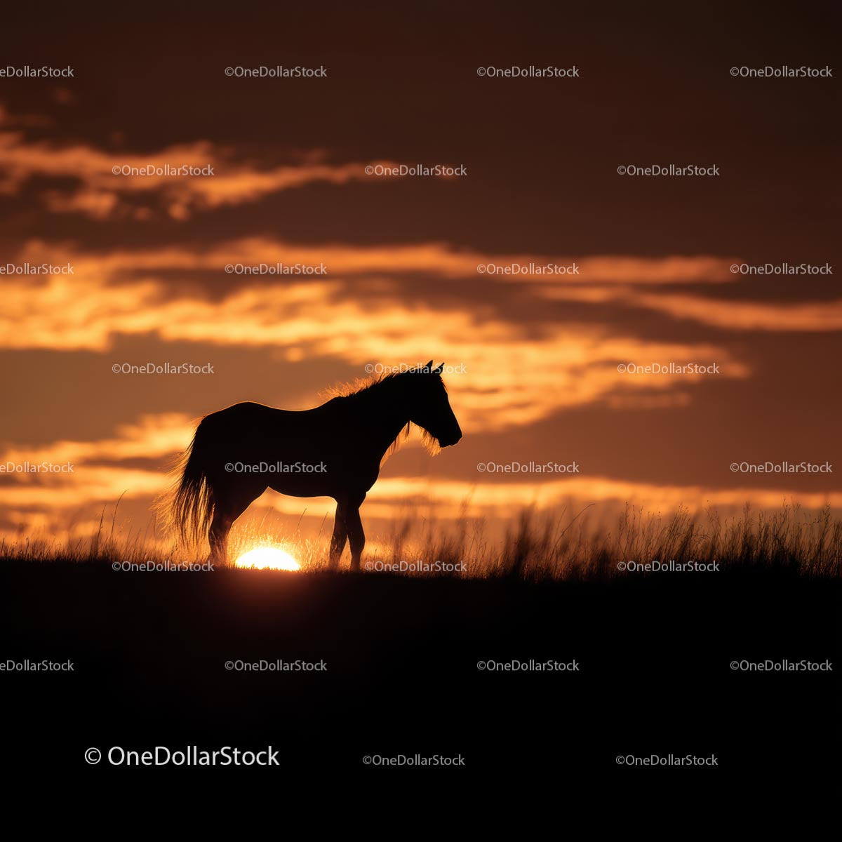 Majestic Horse Silhouette Against a Glowing Sunset Sky