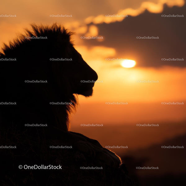 Lion Silhouette Against Vibrant African Sunset