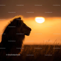 Silhouette of Lion at Golden Hour in the Savannah