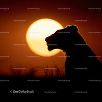 Majestic Lion Silhouette at Sunset on the Savannah