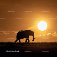 Majestic Elephant Silhouette Against Golden Sunset
