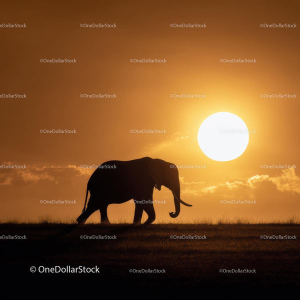 Majestic Elephant Silhouette Against Golden Sunset
