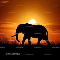 Elephant Silhouette at Sunset in African Savanna