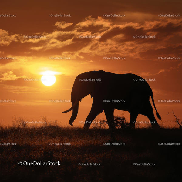 Elephant Silhouette at Sunset on African Savanna