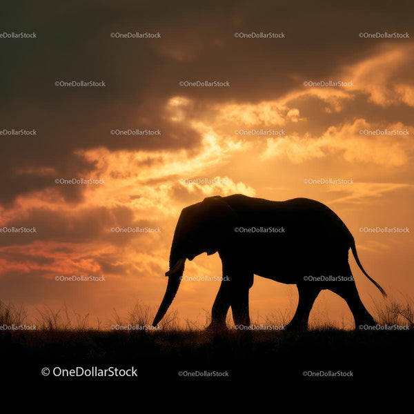 Elephant Silhouette at Sunset in African Savanna