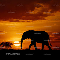Elephant Silhouette Against Fiery African Sunset