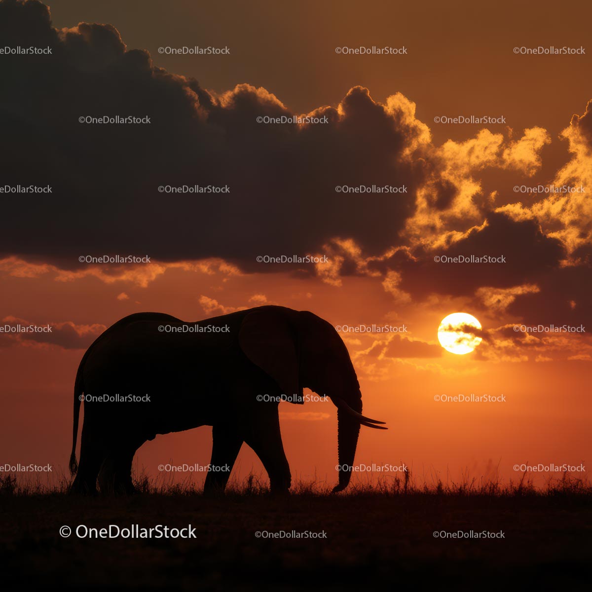 Elephant Silhouette Against Vibrant African Sunset