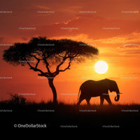 Elephant Silhouette at Sunset on African Savannah