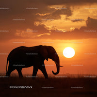 Elephant Silhouette Against a Vibrant Sunset