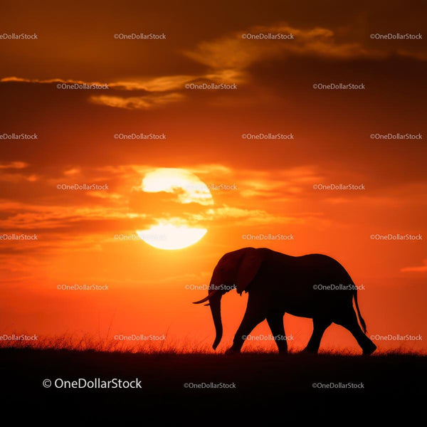 Elephant Silhouette at Vibrant Sunset on African Savanna
