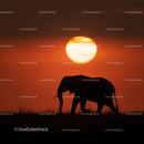 Majestic Elephant Silhouette Against Stunning Orange Sunset