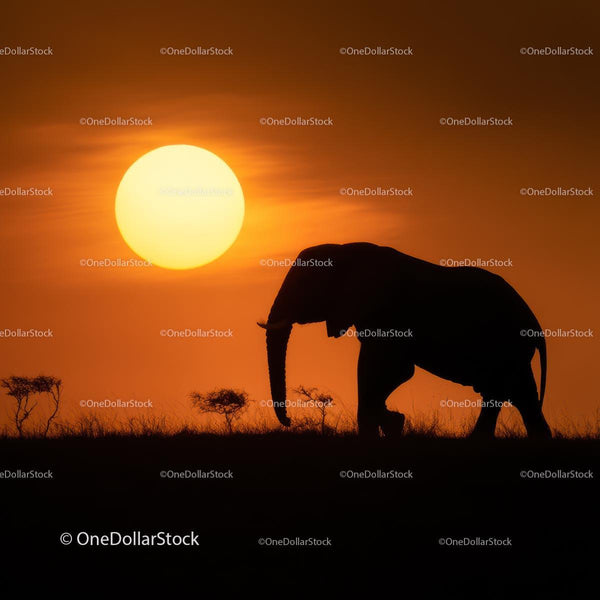 Elephant Silhouette at Sunset in the African Savanna