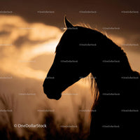 Silhouette of a Horse at Sunset with Dramatic Sky