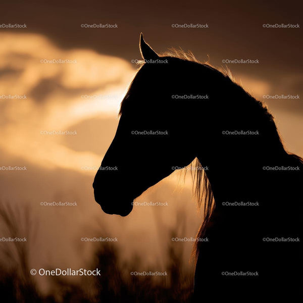 Silhouette of a Horse at Sunset with Dramatic Sky