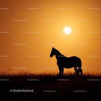 Silhouette of Horse at Sunset in Serene Countryside