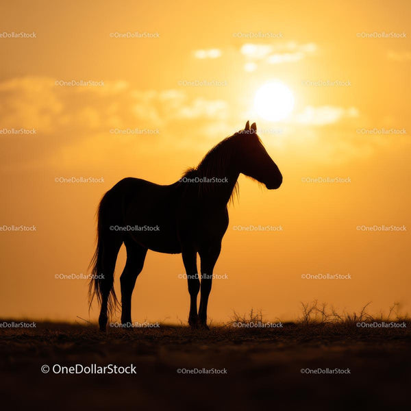 Silhouette of Horse Against Golden Sunset Sky