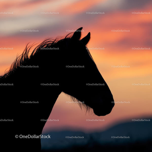 Horse Silhouette Against a Vibrant Sunset Sky