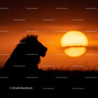 Majestic Lion Silhouette Against Vibrant Sunset