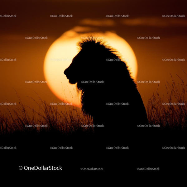 Majestic Lion Silhouette Against a Vibrant Sunset