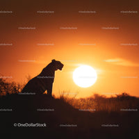 Majestic Tiger Silhouette Against Glowing Sunset