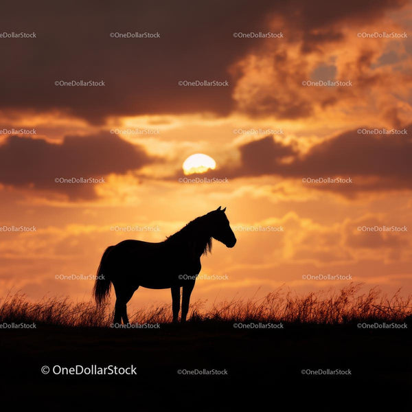 Majestic Horse Silhouette Against a Vibrant Sunset Sky