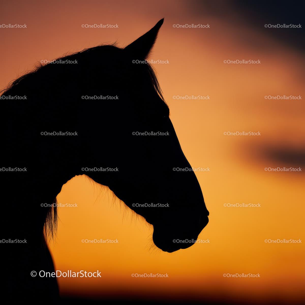 Horse Silhouette Against Vibrant Sunset Sky