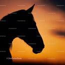 Horse Silhouette Against Vibrant Sunset Sky