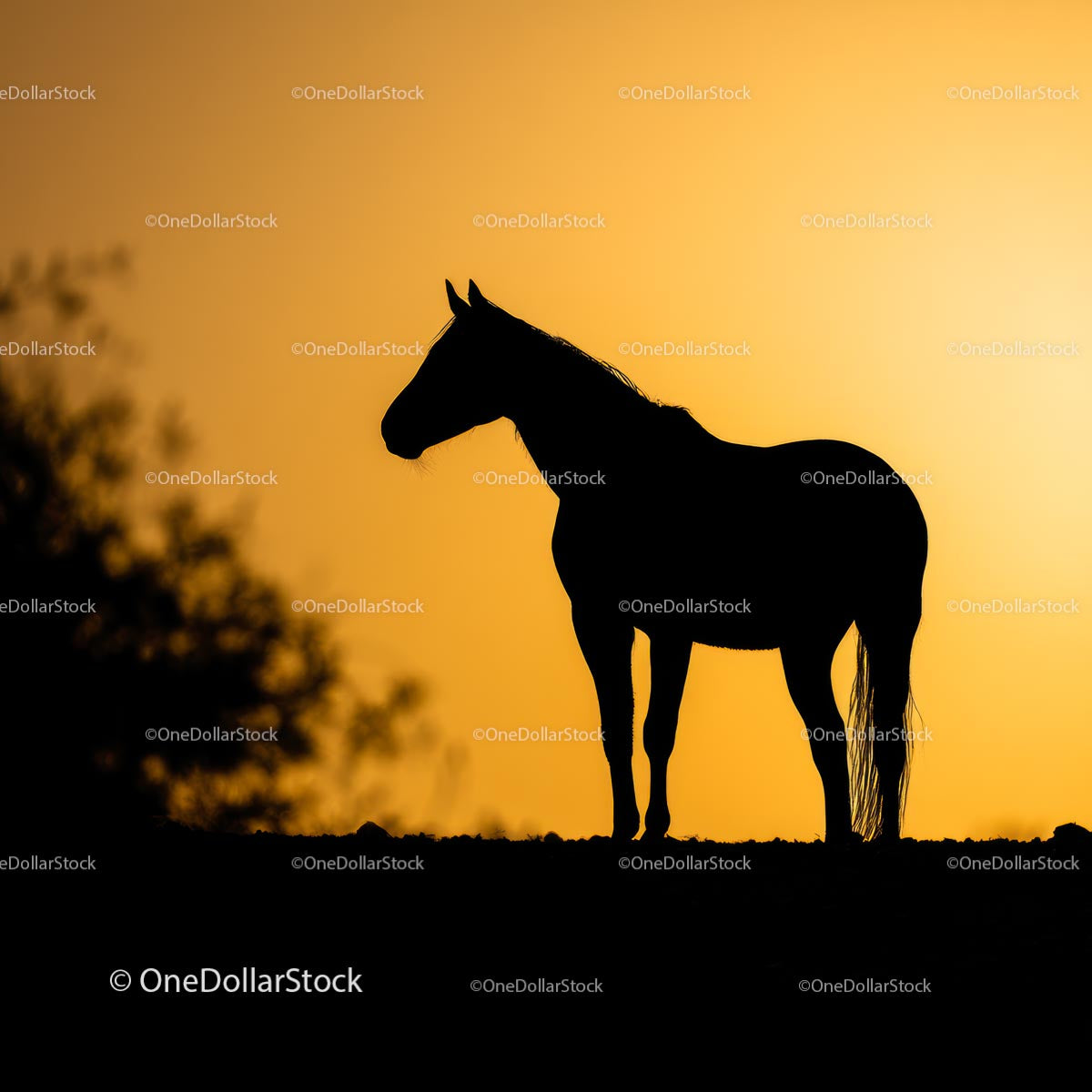 Horse Silhouette Against Vibrant Sunset